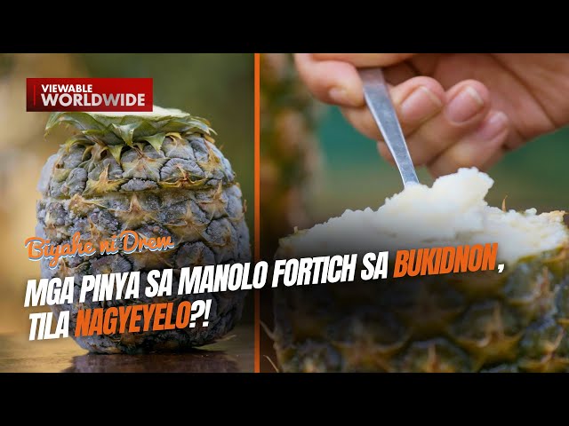 Mga pinya sa Manolo Fortich sa Bukidnon, tila nagyeyelo?! | Biyahe ni Drew class=