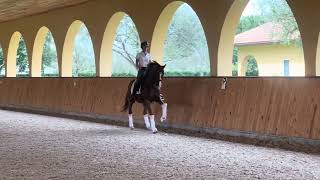 2012, 16.1 hand Hanoverian gelding