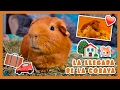 🏠 LLEGADA DE LA COBAYA A CASA 🐹 ¿Qué hacer para que se ADAPTE, pierda el MIEDO y gane CONFIANZA?