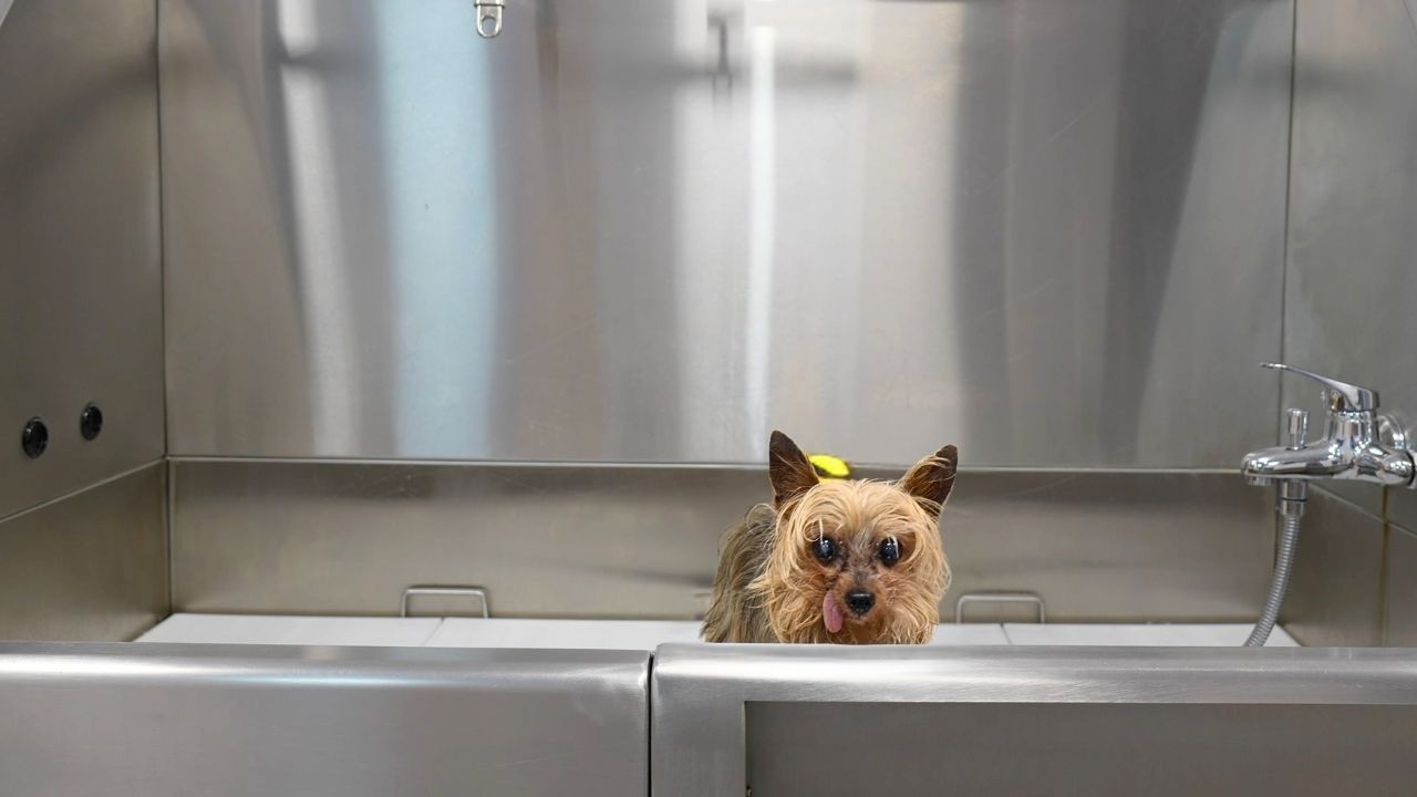 Grooming the World's Smallest Chaos Gremlin (3lb Rescue Dog Glow-Up)