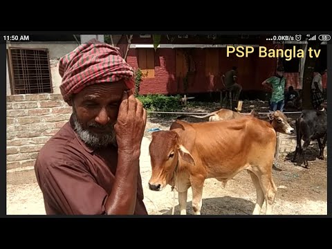 আজ ৫ আগষ্ট || ফাসিলা ডাঙ্গা হাটে মোটাতাজাকরনের শাহীওয়াল, ক্রস ও দেশী ছোট ষাঁড়ের দাম || দিনাজপুর ||