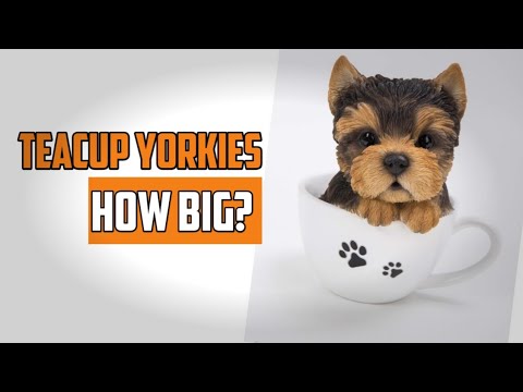 Vidéo: Tasse à thé Yorkshire Terrier