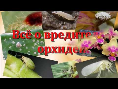 Самые опасные вредители орхидей, Как с ними бороться?