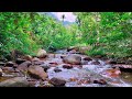 Relaxing Clear River Flowing Over Rocks in Lush Tropical Forest for Deep Calm & Stress Relief