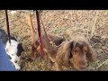 Train Puppy to heel with older Dog Train Puppy to heel with older Dog