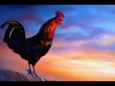 الديك المغرور