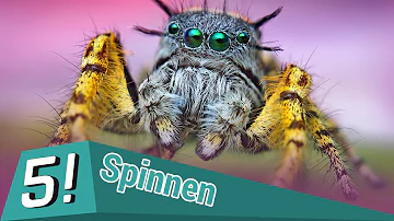 Können Spinnen bekifft werden?