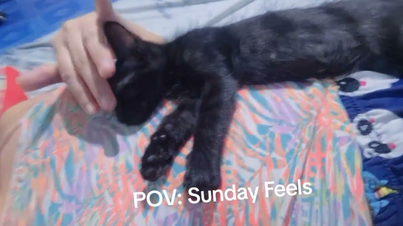 When I'm learnings how to love a baby cat. #animal #petlover #pets #cat