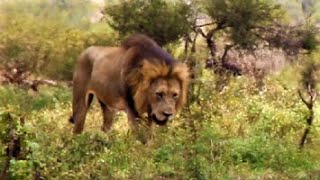 HUGE MALE LIONS Steals a Kill and FIGHTS! Male Lions Don't Want To Share! Kruger National Park!#lion