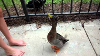 Jumping Duck