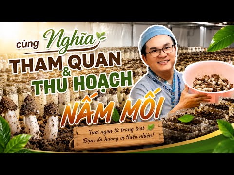 Cùng Nghĩa tham quan và thu hoạch nấm mối ở trang trại nha