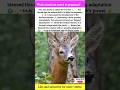 Roe Deer Controls Pregnancy #wildlife #educational #entertainment #viral #shorts