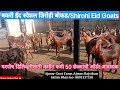 शिरोही बकरी ईद स्पेशल बोकड / Ajmer Goat Farm / Shirohi Eid Goats