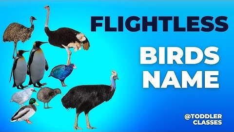Learn Flightless Birds Name | Birds that can