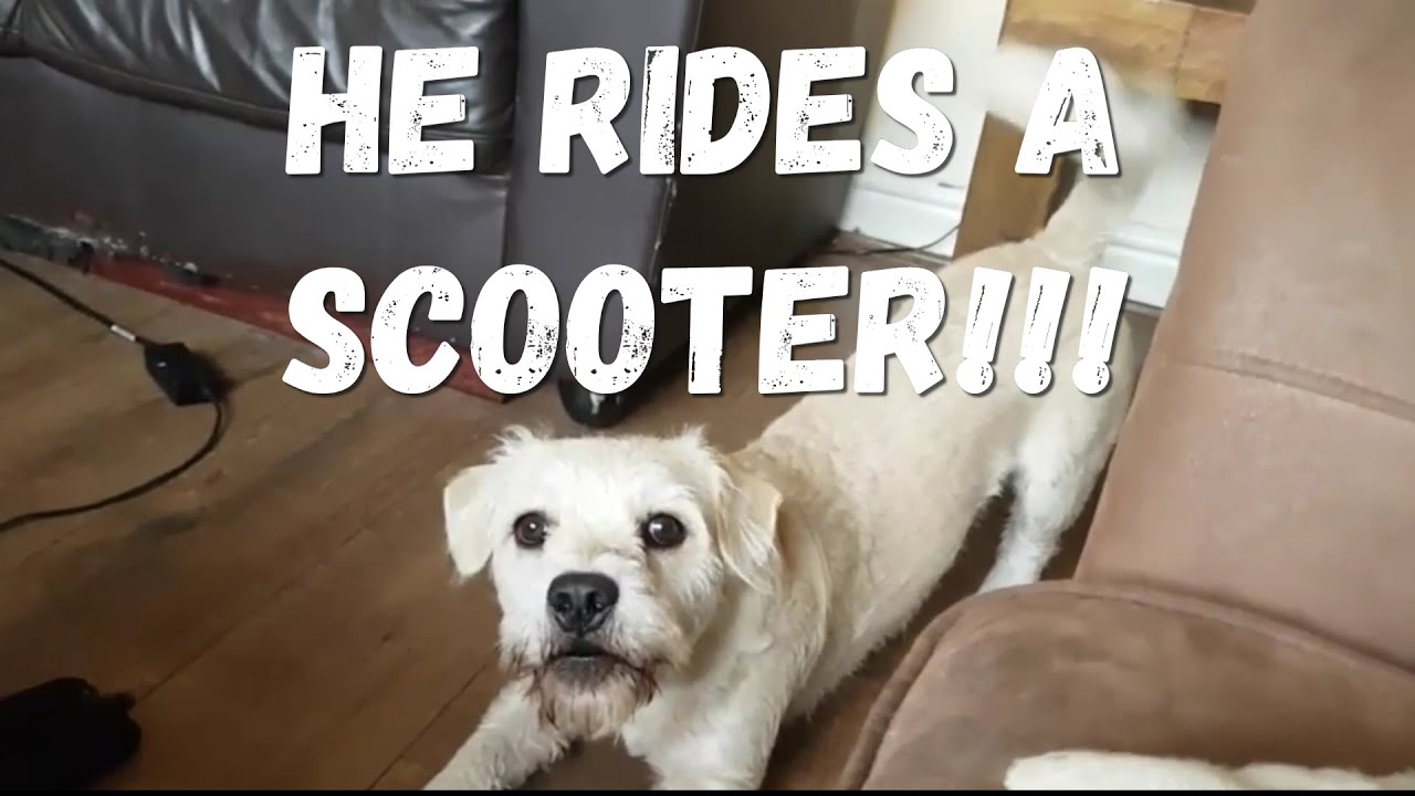My Dog and The Motorbike Gang Part 2 - YouTube