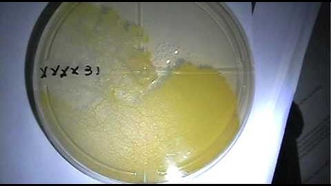 24H chrono, Phyphy style