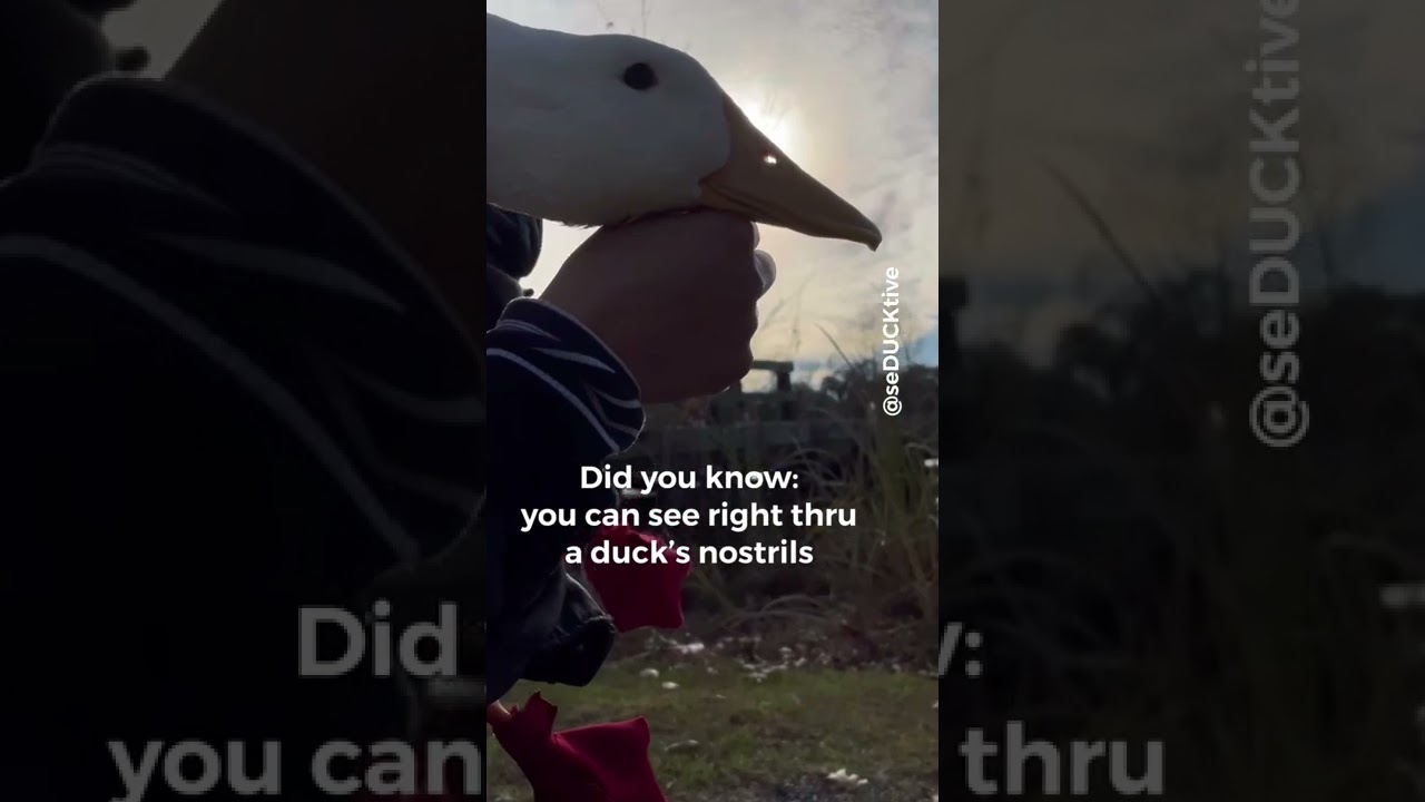 Duck Fact #43