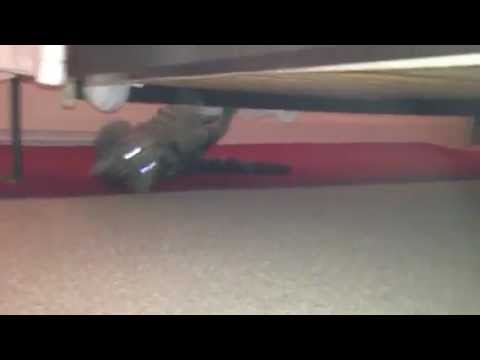 Kitten Defies Gravity - Funny Cats