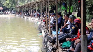 LOMBA MANCING GURAME SERASA BORONGAN KOLAM