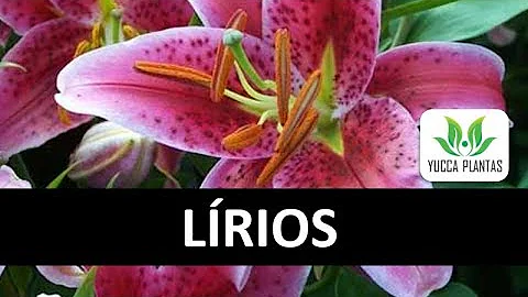 Como tirar pólen do lírio?