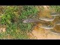 Amazing Trap Fish Catch A lot Of Fish In My Country-How To Trap Fish