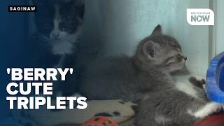 RESCUE ROUNDUP Berry sweet kitten triplets looking for foster home