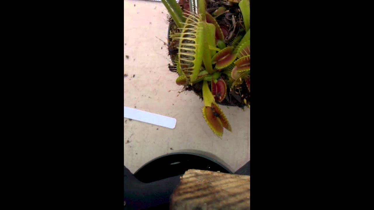 Giant Dionaea muscipula eats cicada (plant porn)