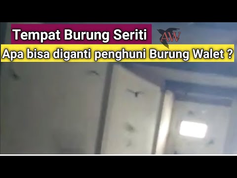 tempat-siriti-dijadikan-tempat-burung-walet