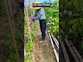 Smart Bamboo Installing Tool for Modern Farming#agriculture #shortsfeed