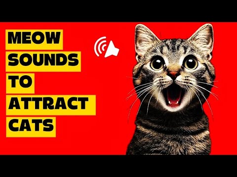 View of Free Cat Meow Sound Effects Download - Pixabay
