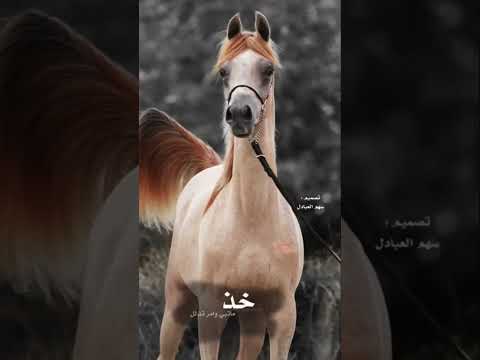 شيلة حمامه ياحمامه اداء خالد ال بريك