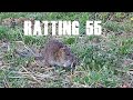 Ratting 55