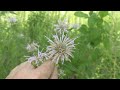 Wild Bergamot edible!