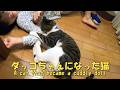 娘の腕を噛んで離さない猫 娘と一緒に仲の良い2人 暴れ猫/保護猫ハナ♂