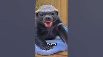 This is the bravest animal in the world #facts #animals #wildlife #fascinatingfacts