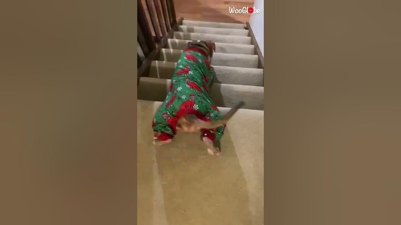 Dog Going Downstairs on Two Balls WooGlobe Funnies YouTube