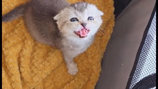 The kittens meow so loudly and talk to their mother cat! Let's listen to this cuteness