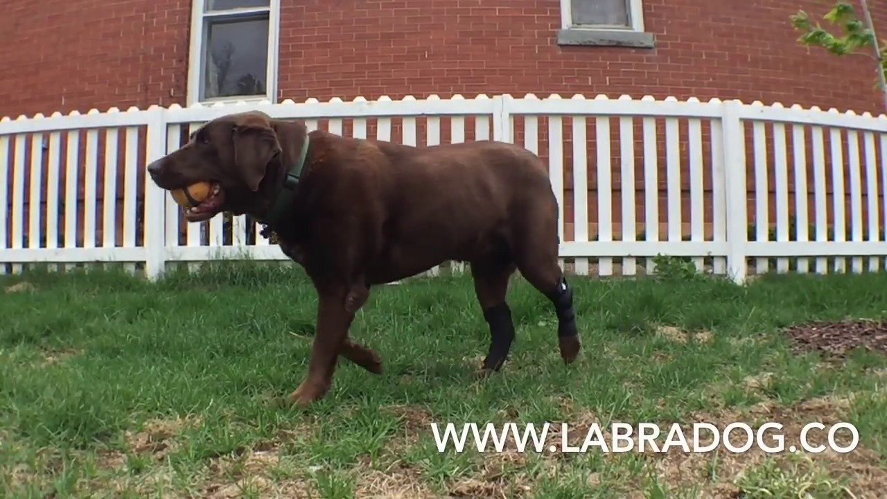 labra dog brace