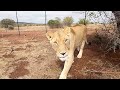 Lion Extinction, Lion’s Life and Mating with #AskMeg | The Lion Whisperer