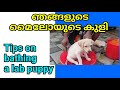 Tips on bathing a lab puppy | ലാബ് പട്ടി കുട്ടിയെ കുളിപ്പിക്കുമ്പോൾ ശ്രദ്ധിക്കേണ്ട കാര്യങ്ങൾ