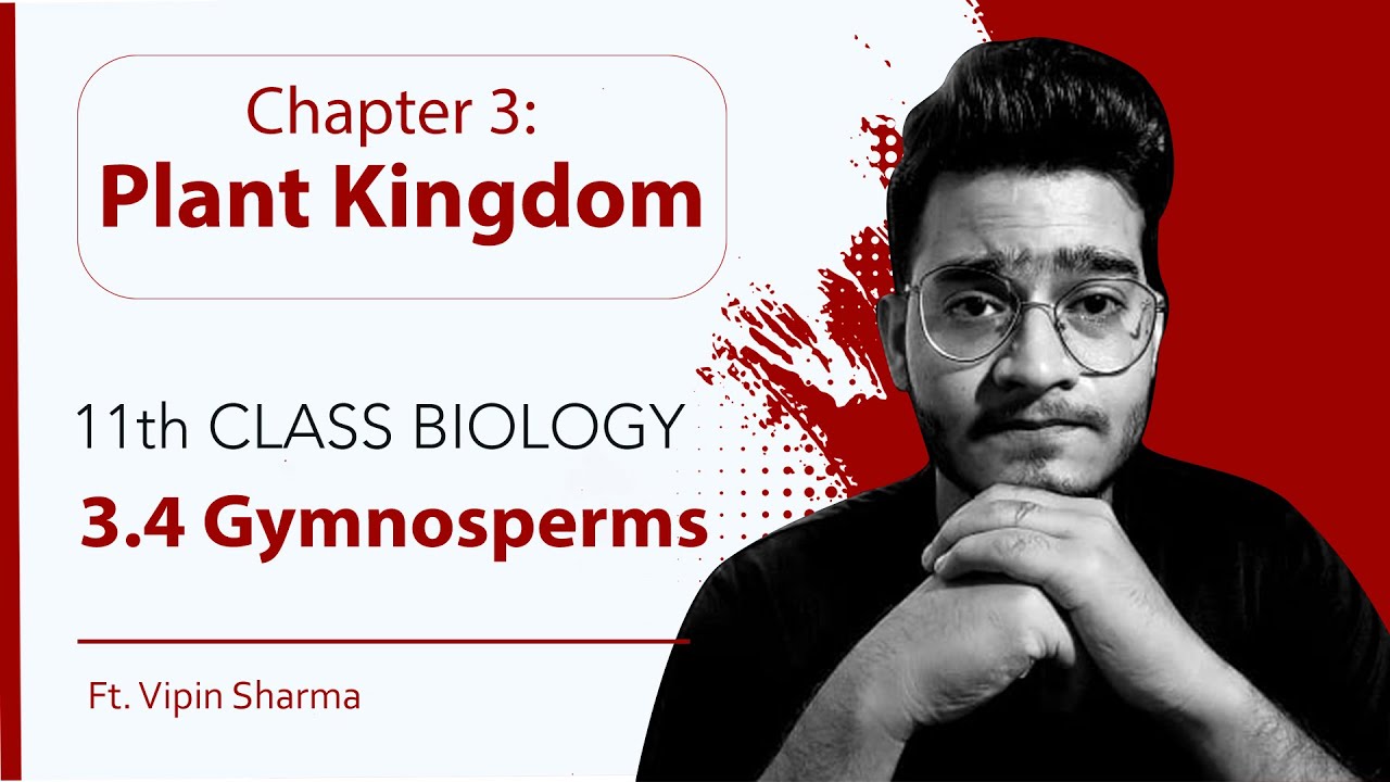 Topic 3.4 Gymnosperms (Naked Seeded Plants) | Plant Kingdom-11th Class Biology | Handwritten Notes