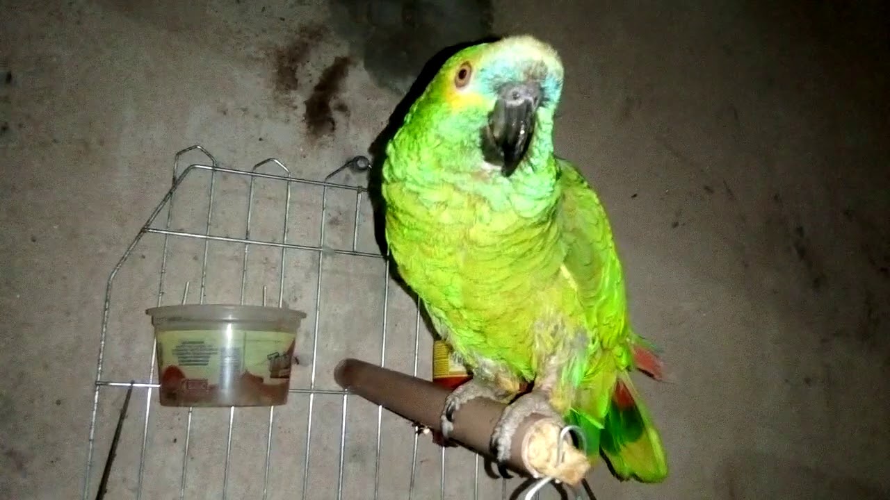Assinale A Melhor Resposta Em Papagaio Temos