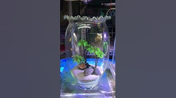 HỒ CÁ ĐẸP TẠI TIỆM CÁ CẢNH NHẬT TOÀN GÒ CÔNG 0977022281