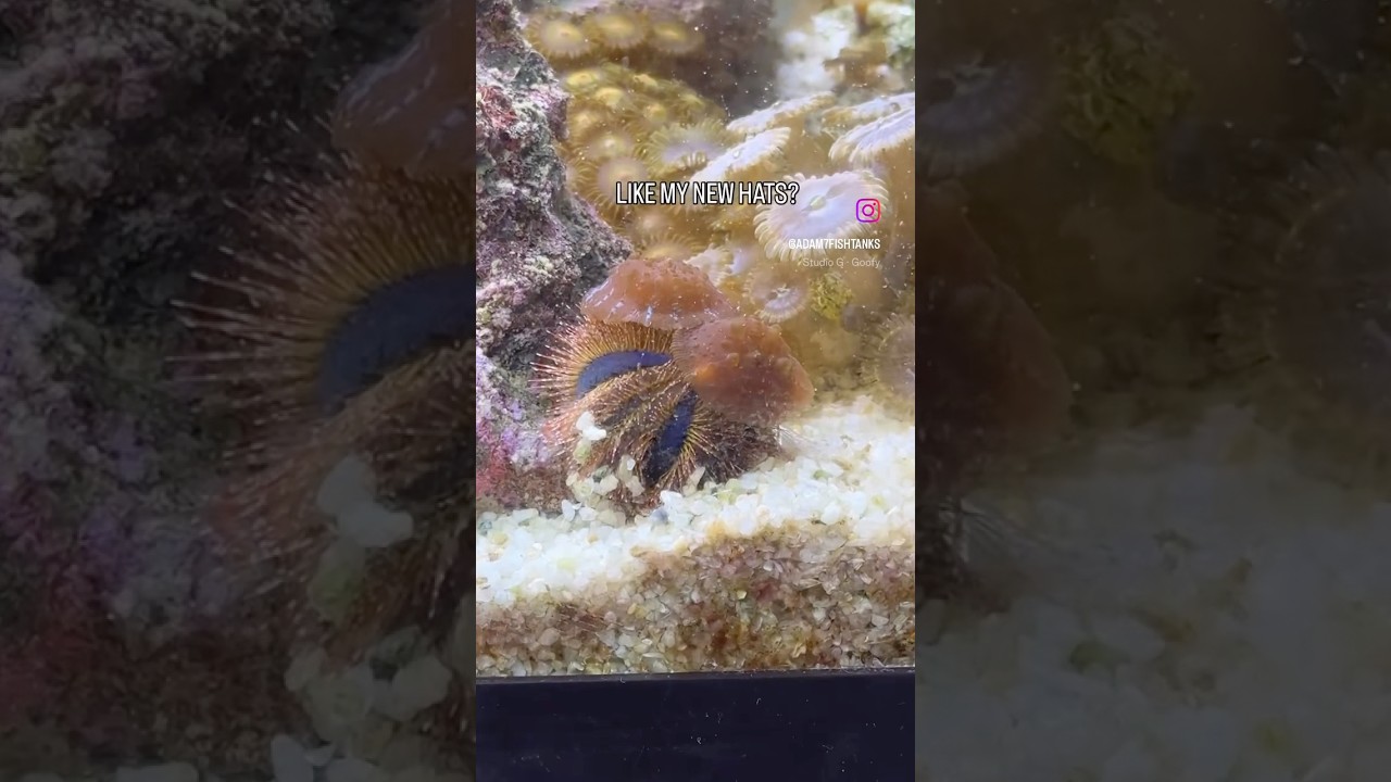 Silly Tuxedo Urchin wearing corals