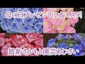 2021あじさい4種　母の日プレゼントのおすすめの4種　さかもと園芸の最新あじさいをまとめました。