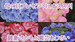 2021あじさい4種　母の日プレゼントのおすすめの4種　さかもと園芸の最新あじさいをまとめました。