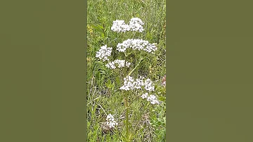 Валериана лекарственная цветет / Valerian officinalis blooms