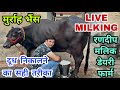 Live Milking - Best Way To Extract Buffalo Milk by Famous Buffaloes Merchant Randeep Malik