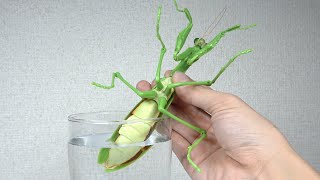 世界最大のカマキリを水につけると