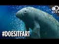 Can you guess which animals fart or dont